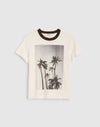 PALM TREE